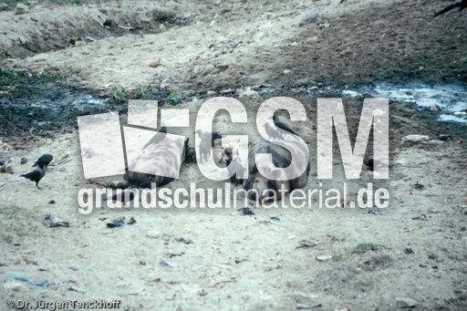 Nepal (52 von 124).jpg